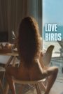 Love Birds